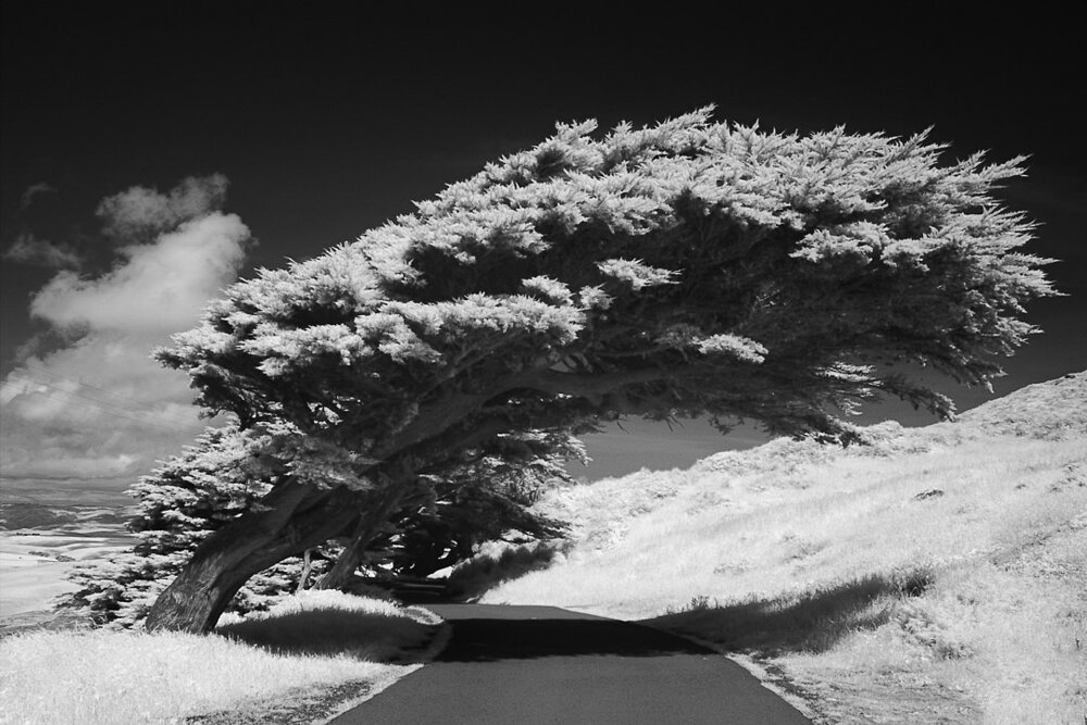 1080px-SD10_IR_Bending_Tree.jpg