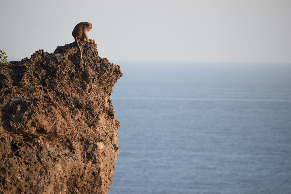 Random picture of a monkey. Why? Because your brain needs a break from all this info that’s why! | photo from unsplash