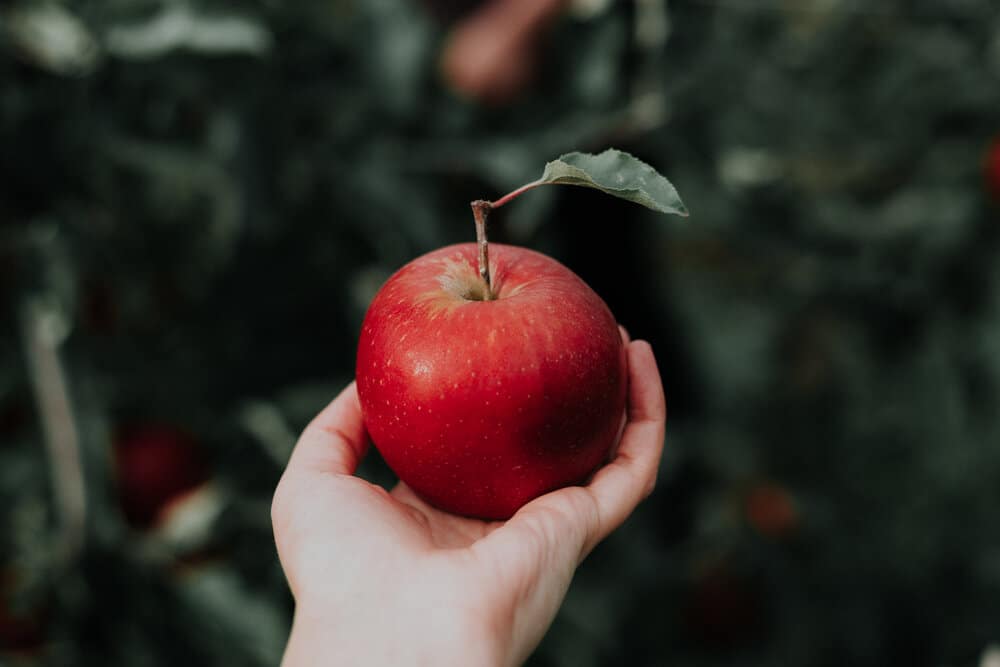 You might get more from teaching in-person than a few free apples. You’ll learn HOW people learn and you’ll build your list at the same time. | photo from unsplash