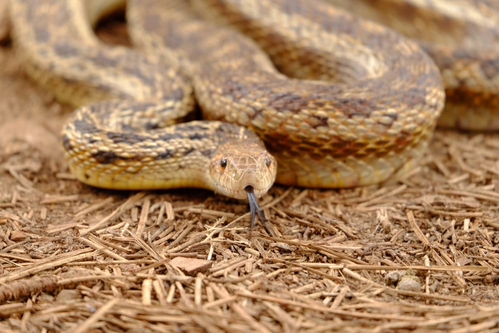 A Rattlesnake's Guide to a More Fulfilling Business