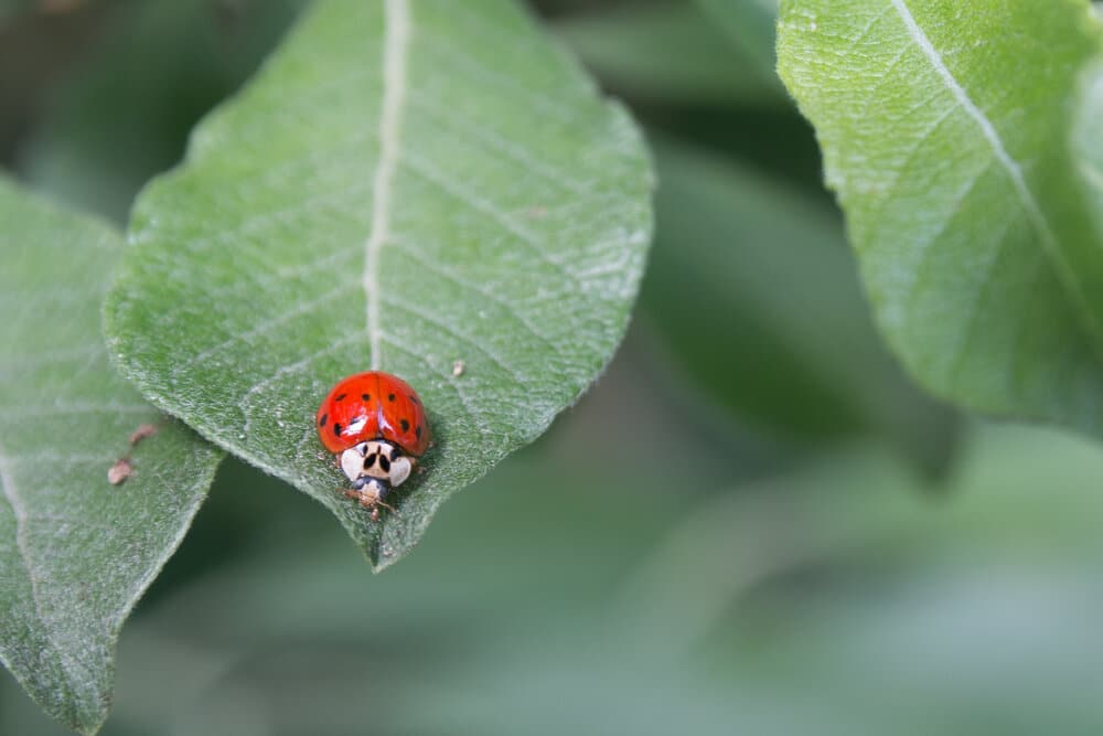 1976 was the year of the Lady Bug plague in Europe. After a long hot summer, an increase in the Lady Bug’s favourite food (aphids) meant their numbers skyrocketed. The same could be said for the 21st century and filmmaking grads. Since the 1960s more and more schools have created film programs , and the number of film school grads has gone through the roof. But most of them don’t become filmmakers. That’s why I’m an advocate of learning solo filmmaking and starting by creating your own work. You don’t need anyone’s permission to become a filmmaker. You just need to start making films.