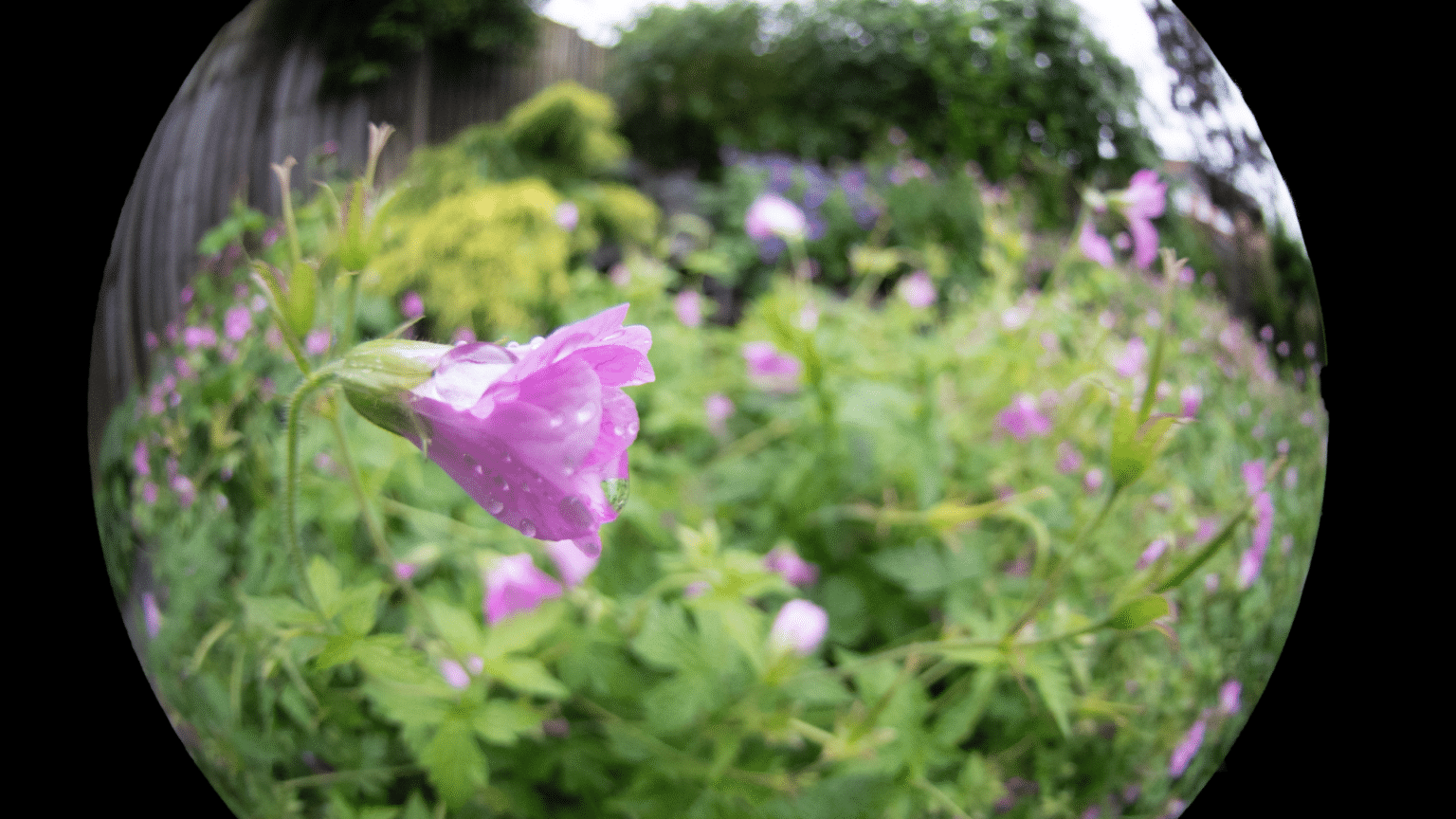 What is a fisheye lens?